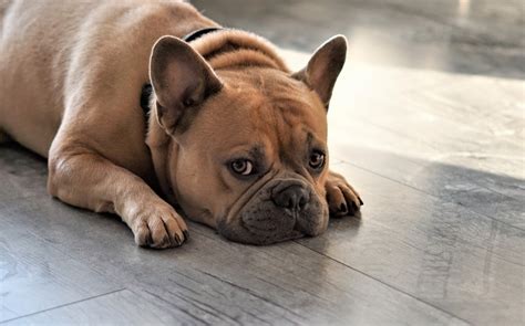 My Dog Is Urinating While Lying Down: 6 Causes & Vet。